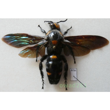 Megascolia procer javanensis (Sarrazin et al., 2008) female 89mm Indonesia, Java61a